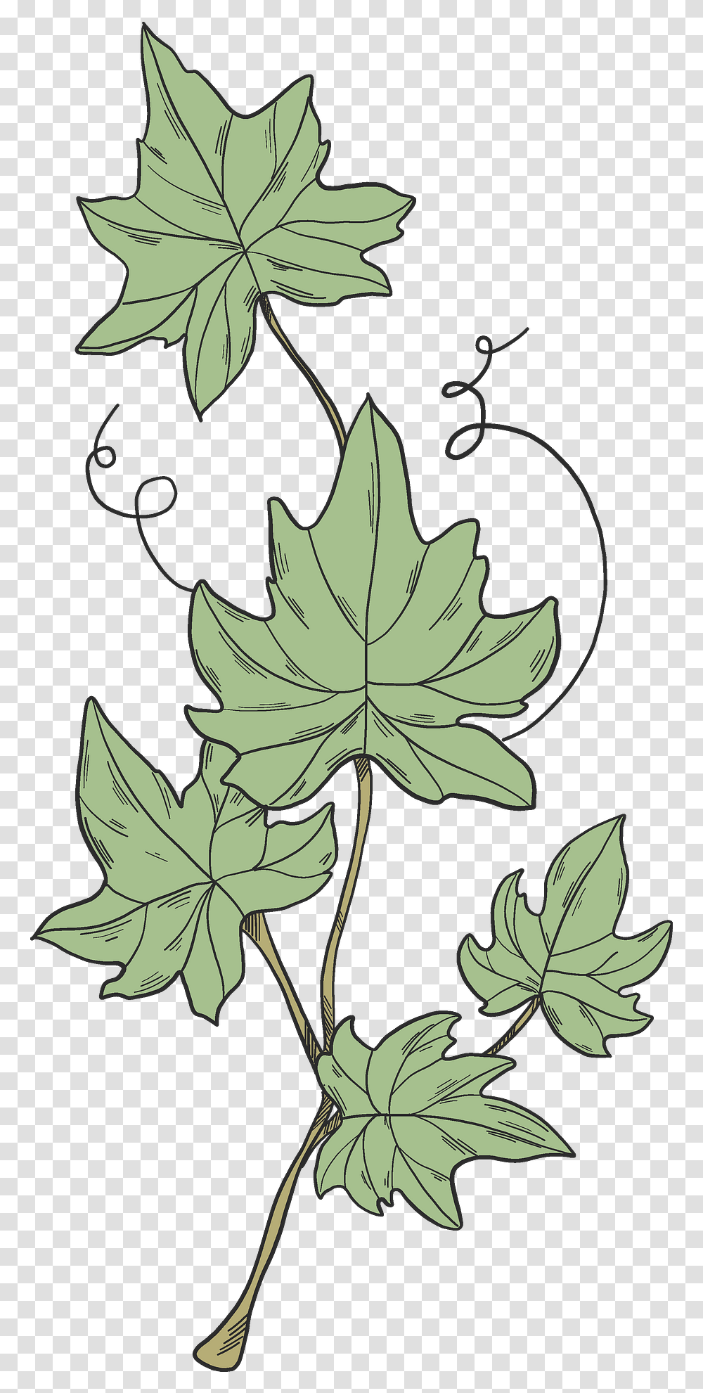 Ivy Clipart Free Download Creazilla Lovely, Leaf, Plant, Maple Leaf, Tree Transparent Png