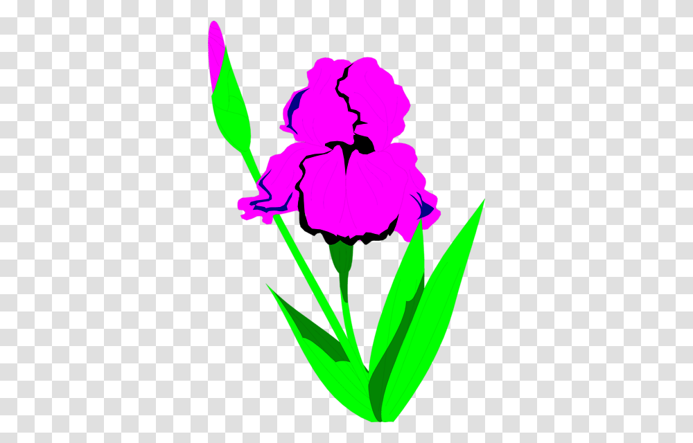 Ivy Clipart, Plant, Flower, Blossom Transparent Png