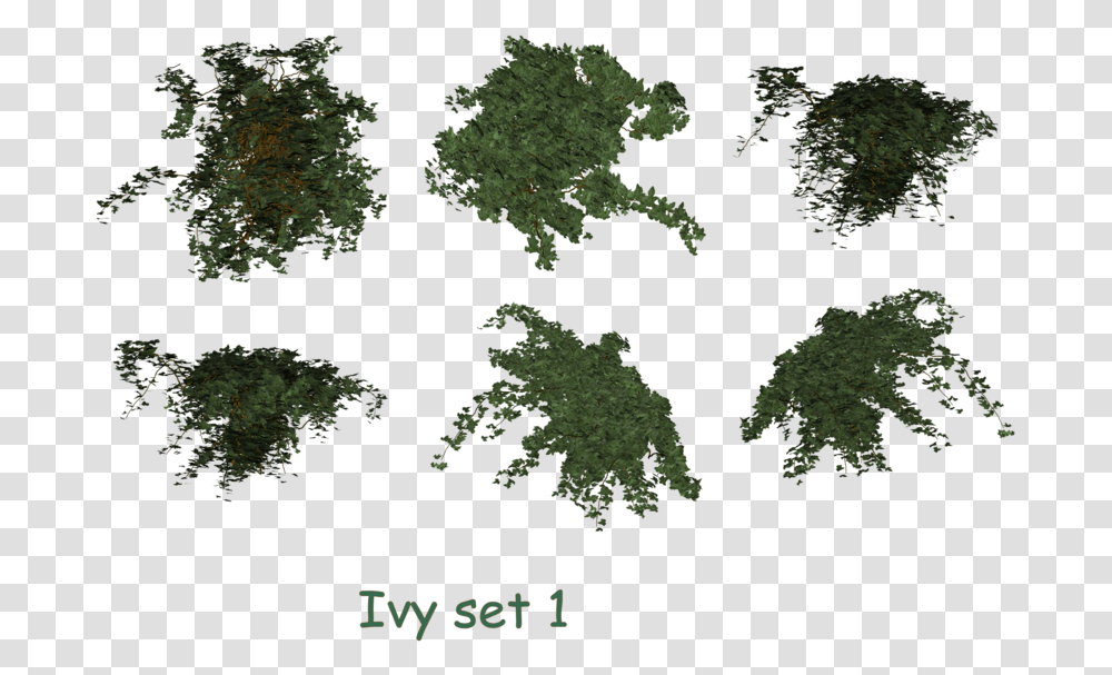 Ivy Clipart Psd Ivy Top View, Tree, Plant, Vegetation, Bush Transparent Png
