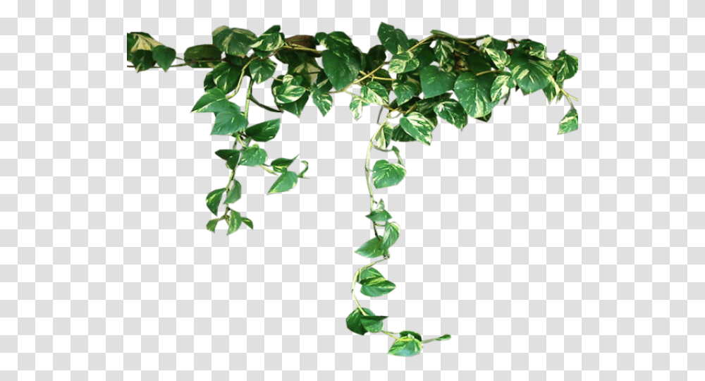 Ivy Clipart Pumpkin Vine Vine Plant, Leaf Transparent Png