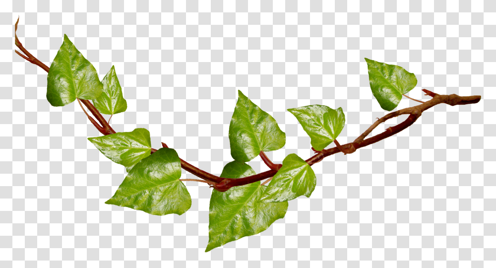 Ivy Clipart Vine Leaves Vines Background, Leaf, Plant, Veins, Flower Transparent Png