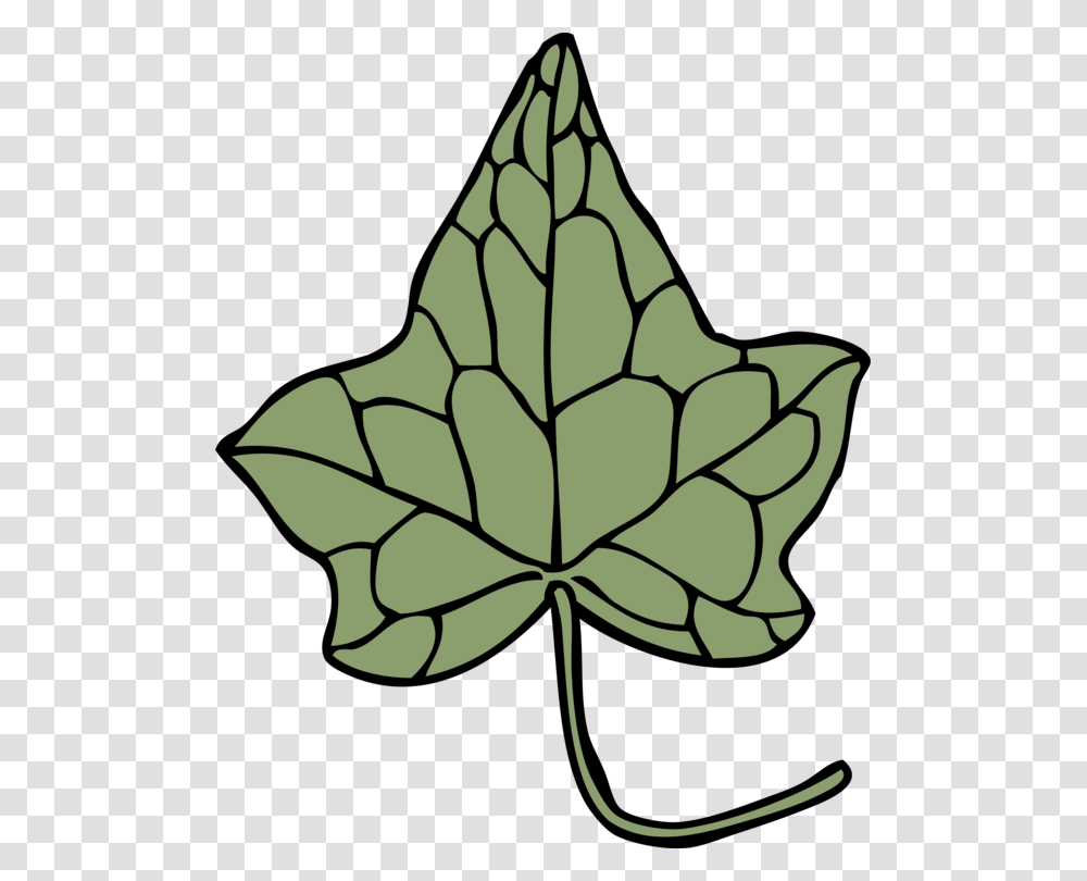 Ivy Drawing Leaf Vine Araliaceae, Plant, Tree, Ornament, Pattern Transparent Png