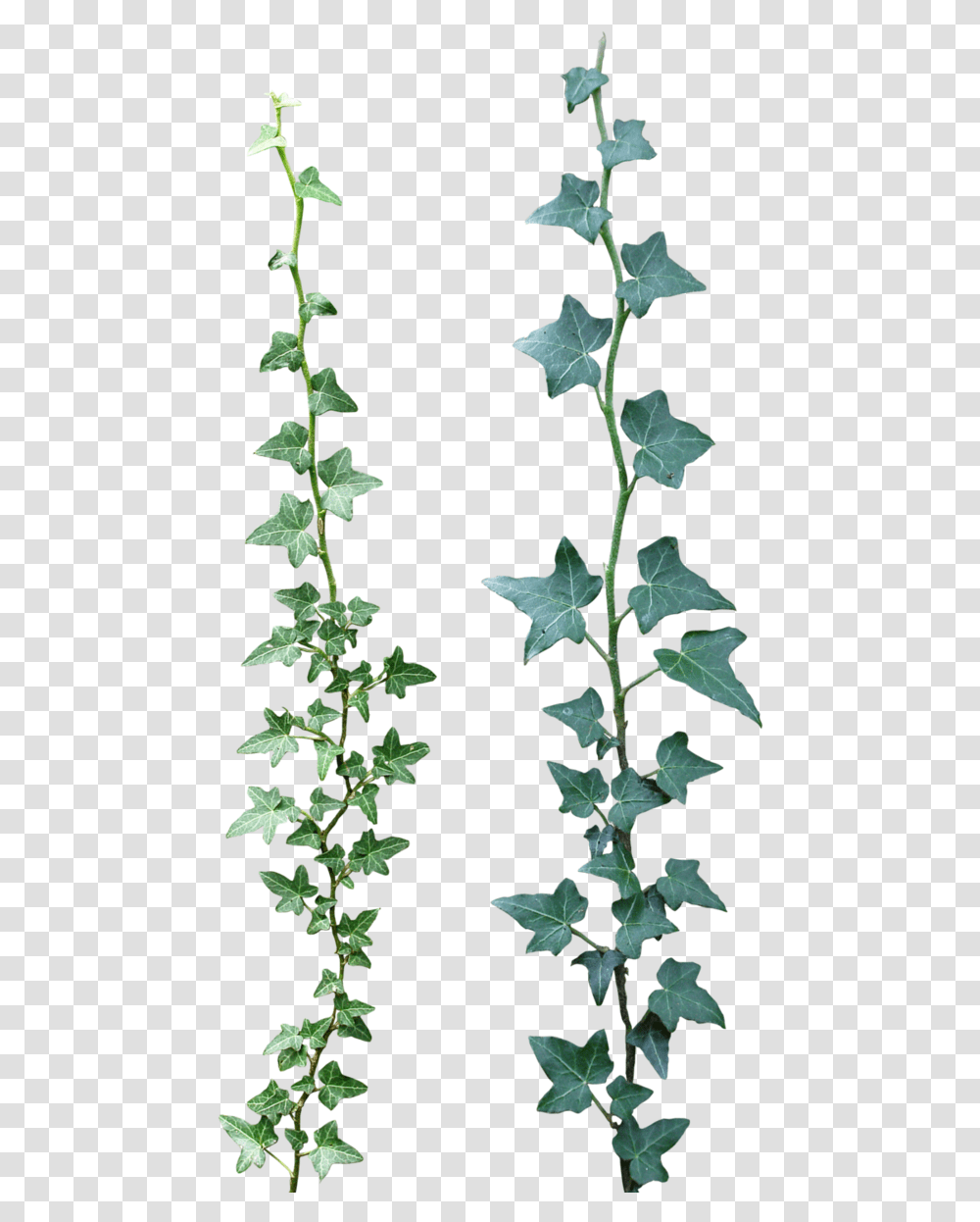 Ivy Drawing Rose, Plant, Leaf, Tree, Flower Transparent Png