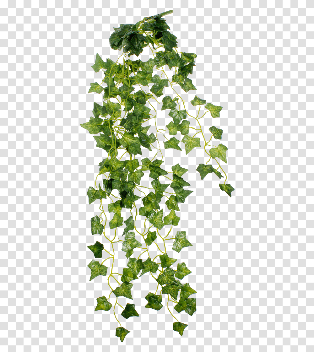 Ivy Embroidered Denim Shorts Outfit, Plant, Leaf, Vine Transparent Png