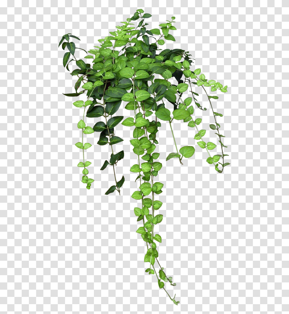 Ivy Green Aesthetic, Plant, Vine, Leaf Transparent Png