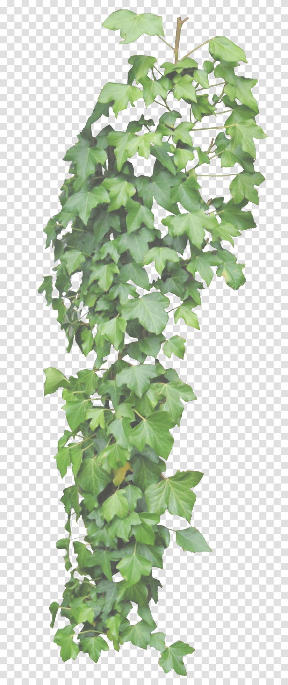 Ivy Hd Background Hanging Ivy Background, Leaf, Plant, Tree, Pineapple Transparent Png