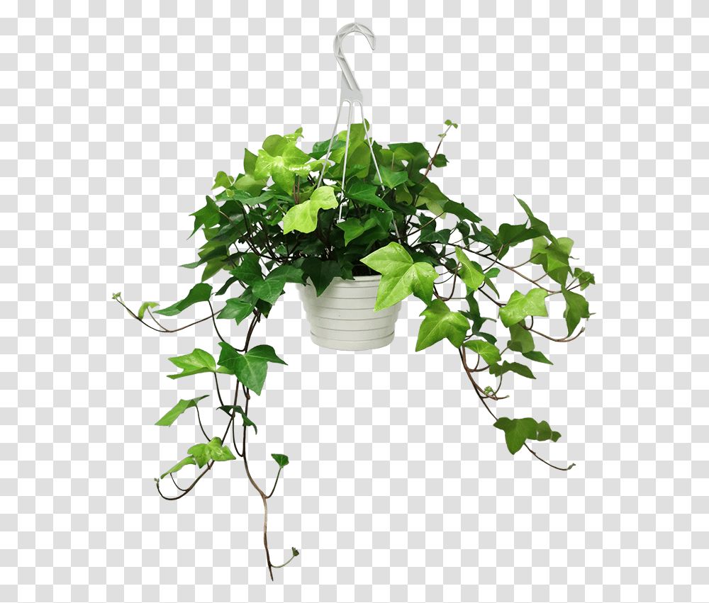 Ivy In Pot, Plant, Leaf, Vine, Flower Transparent Png