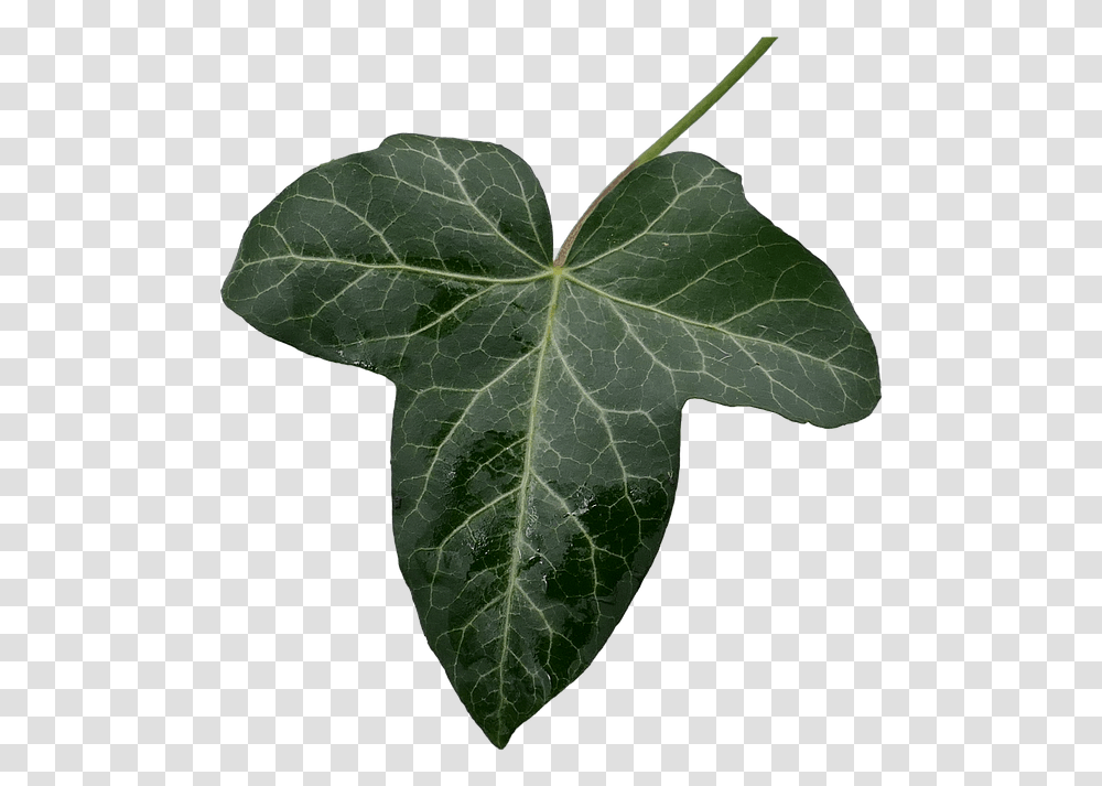 Ivy Ivy Leaf Green Leaf Green Isolated Cut Out Ivy Leaf, Plant, Fungus, Veins Transparent Png