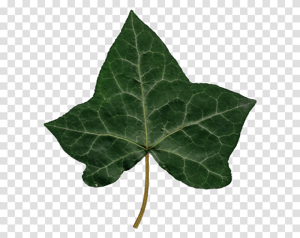 Ivy Ivy Leaf, Plant, Tree, Turtle, Reptile Transparent Png