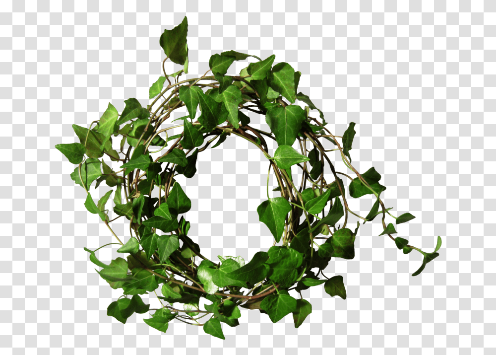 Ivy Ivy Round, Plant, Leaf, Hole Transparent Png