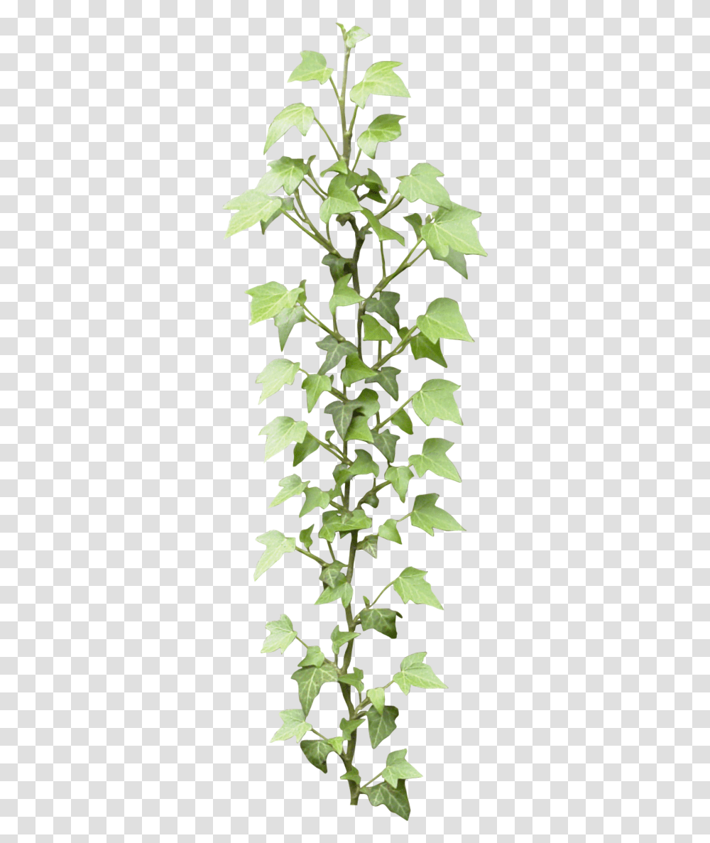 Ivy Ivy Textures, Plant, Leaf, Flower, Blossom Transparent Png