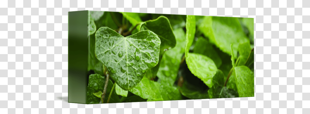 Ivy Leaf By Henryg Plant Pathology, Vegetation, Vegetable, Food, Field Transparent Png