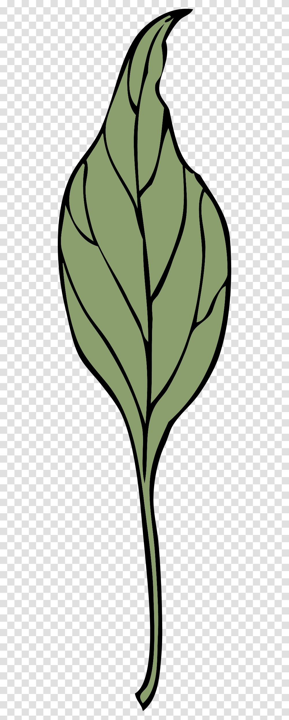 Ivy Leaf Clip Art, Plant, Produce, Food, Vegetable Transparent Png