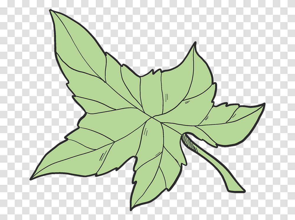 Ivy Leaf Clipart, Plant, Maple Leaf, Painting Transparent Png