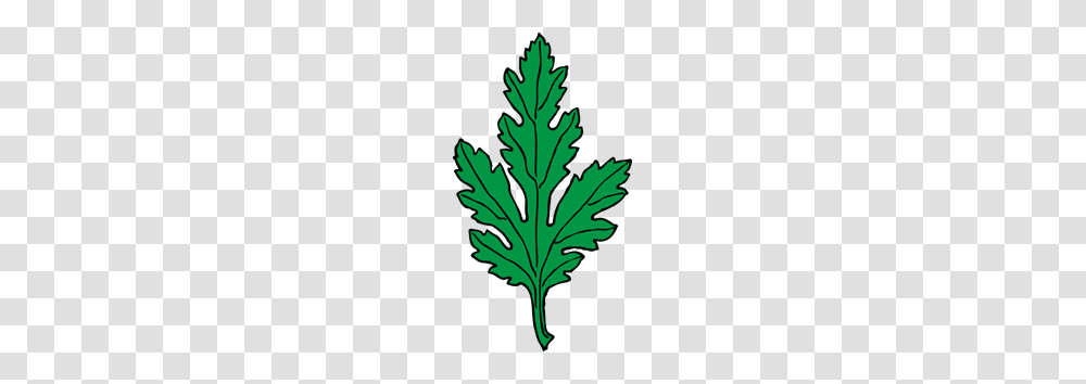 Ivy Leaf Green Chrysanthemum Clipart For Web, Plant, Tree, Geranium, Flower Transparent Png