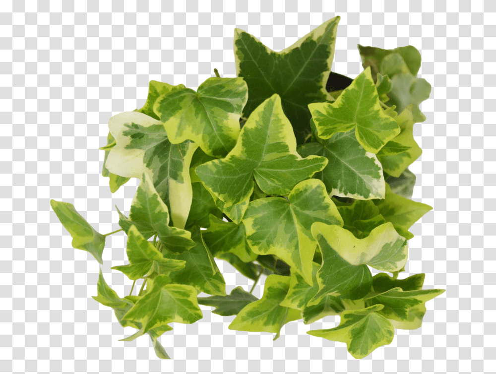 Ivy Leaf Ivy, Plant Transparent Png