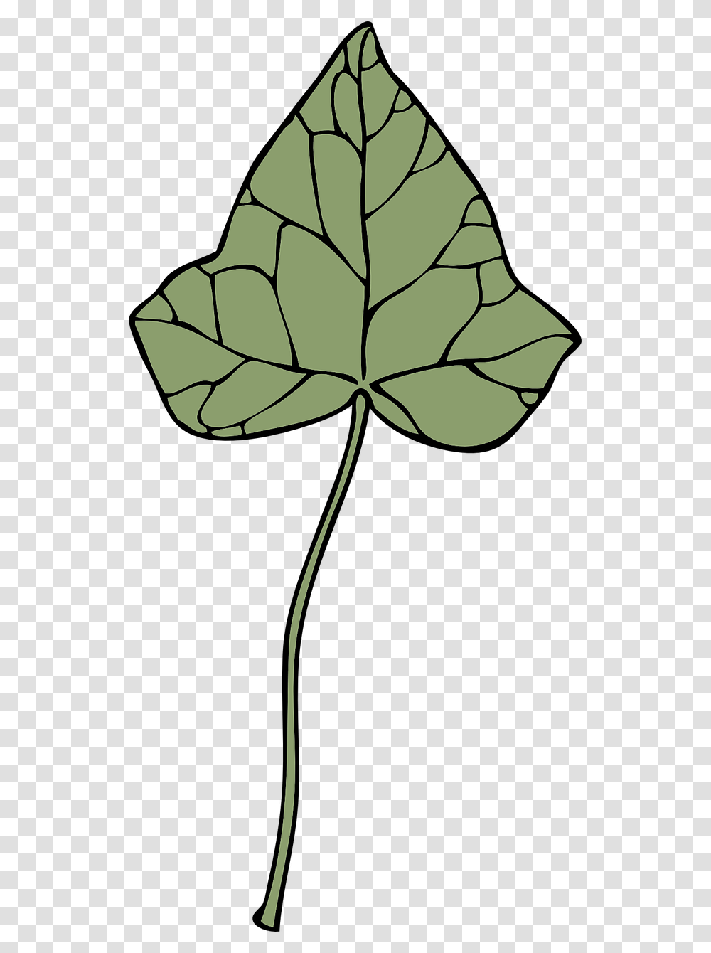 Ivy Leaf, Plant, Oak, Tree Transparent Png