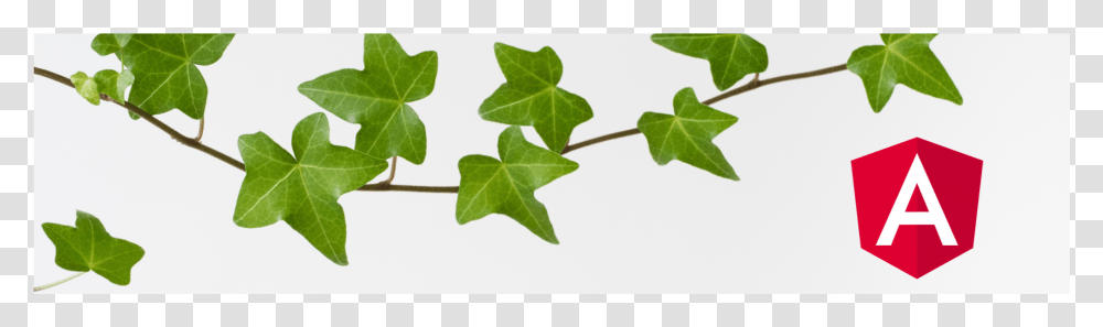 Ivy, Leaf, Plant, Vine Transparent Png