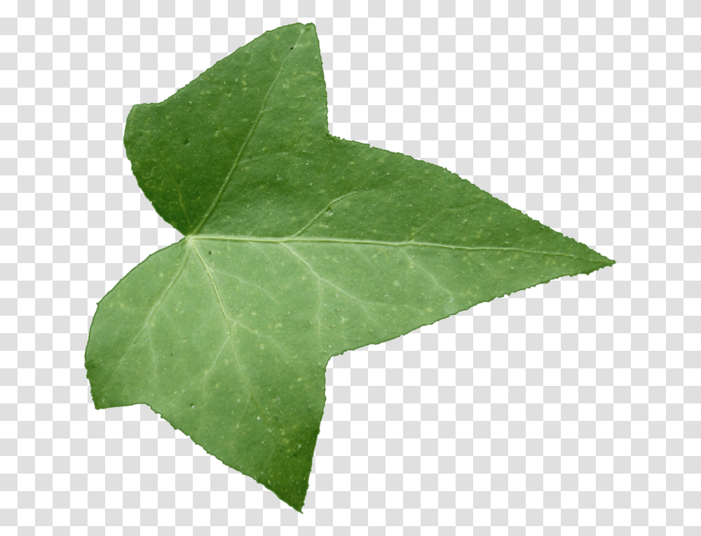 Ivy Leaf Texture, Plant, Maple Leaf, Tree Transparent Png