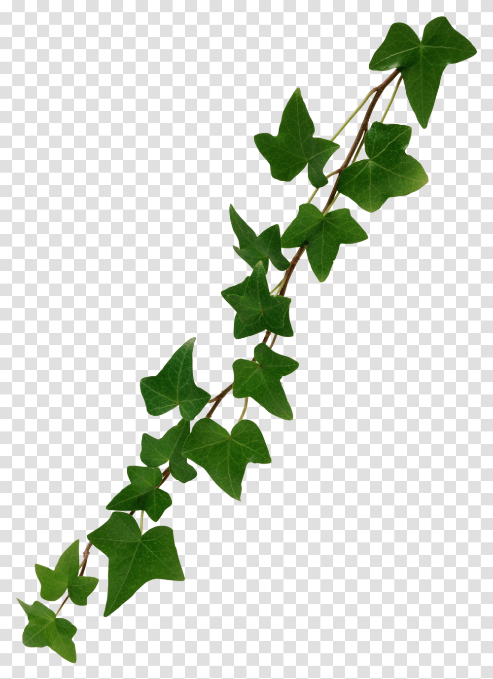 Ivy Leaf Virginia Creeper, Plant, Vine Transparent Png