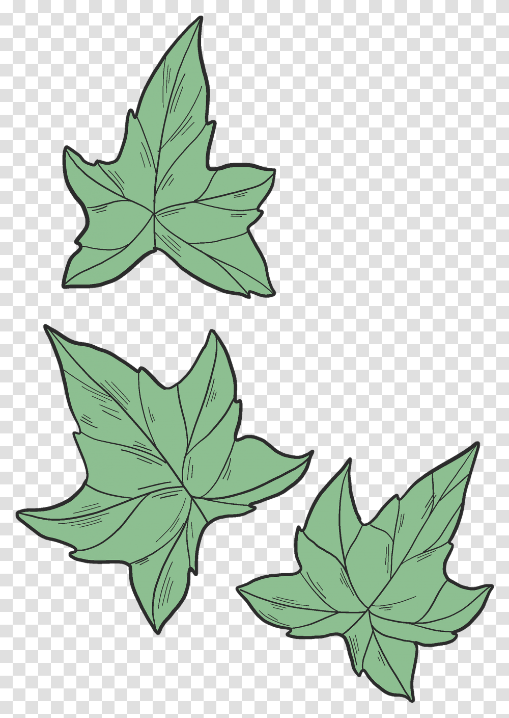 Ivy Leaves Clipart Lovely, Leaf, Plant, Maple Leaf, Tree Transparent Png