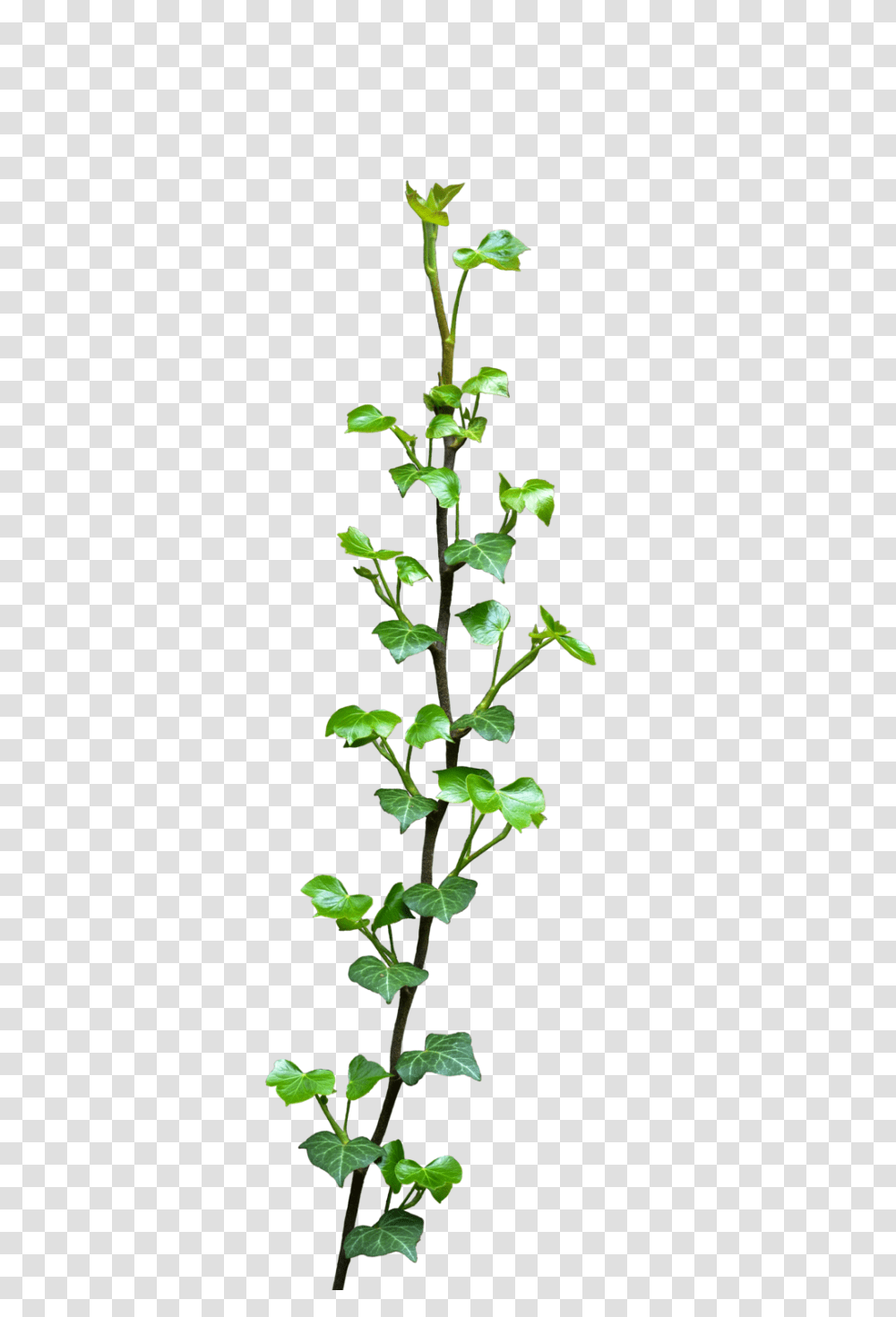 Ivy Pictures, Plant, Acanthaceae, Flower, Blossom Transparent Png