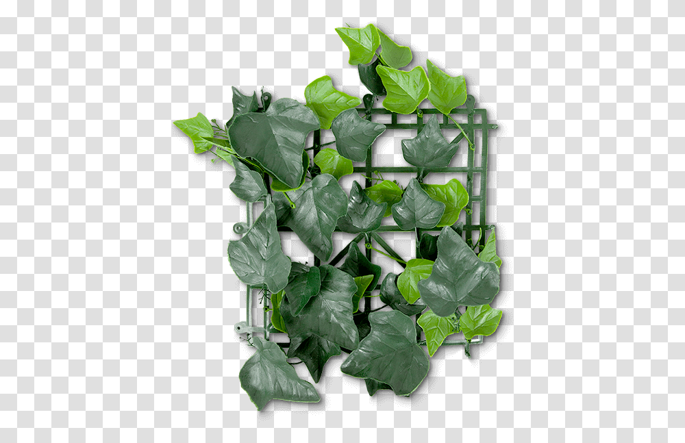 Ivy, Plant, Flower, Blossom, Leaf Transparent Png