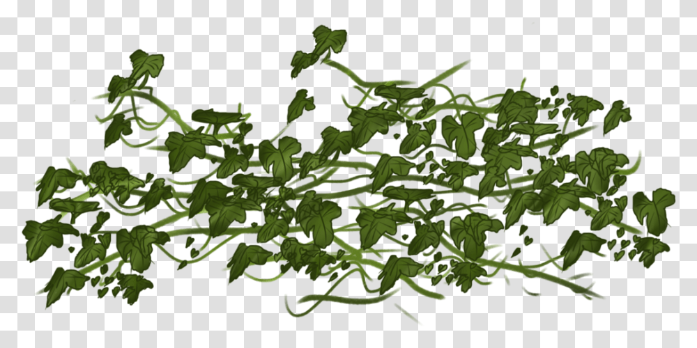 Ivy, Plant, Leaf, Green, Flower Transparent Png
