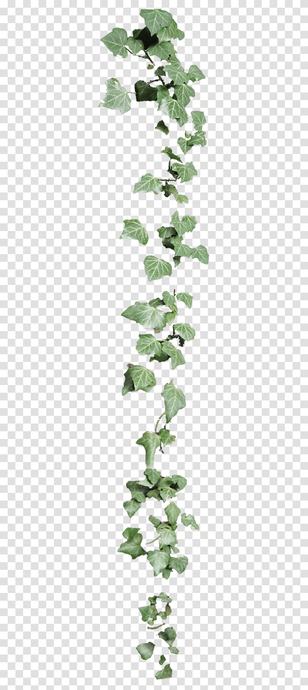 Ivy, Plant, Leaf, Potted Plant, Vase Transparent Png