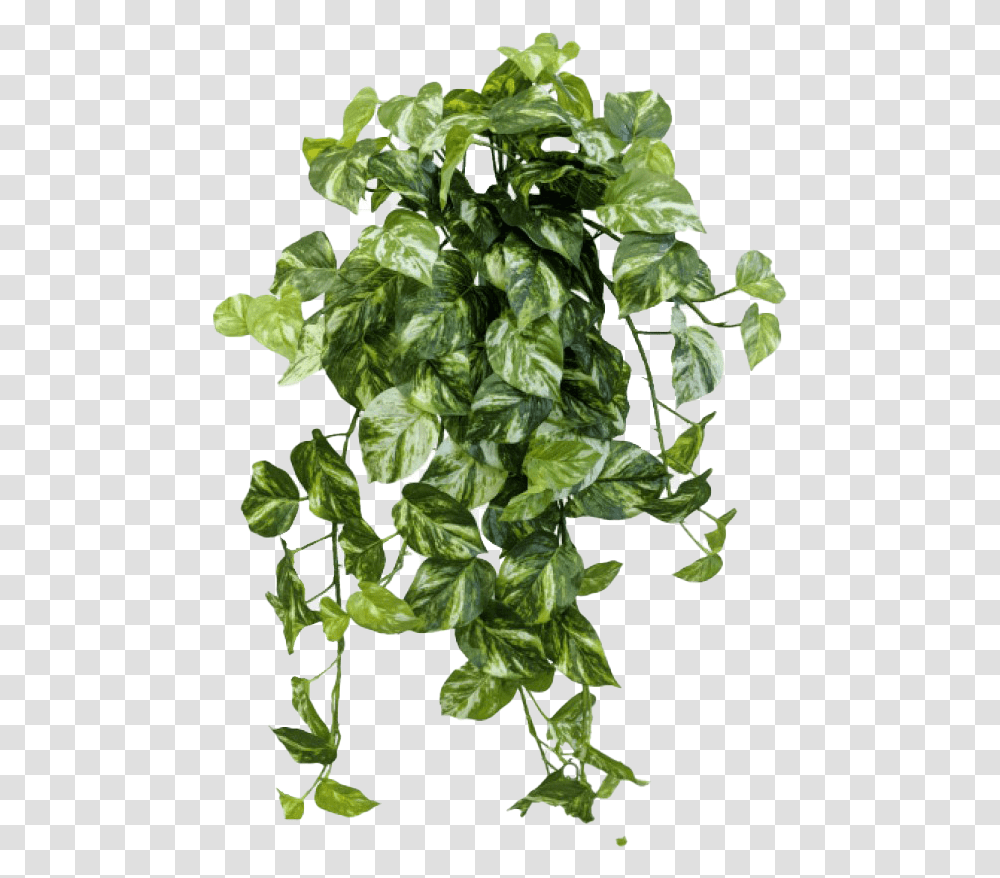 Ivy, Plant, Leaf, Vine, Spinach Transparent Png