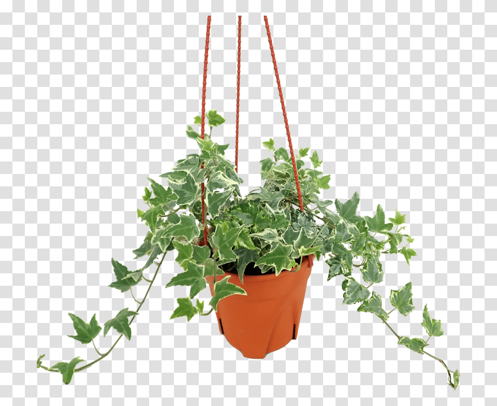 Ivy, Plant, Potted Plant, Vase, Jar Transparent Png