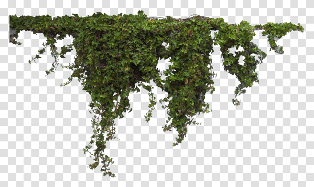 Ivy, Plant, Vegetation, Bush, Moss Transparent Png