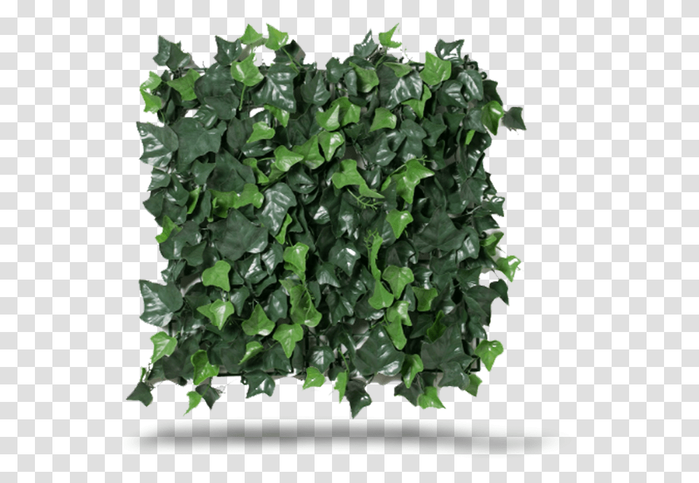 Ivy, Plant, Vegetation, Bush, Vine Transparent Png