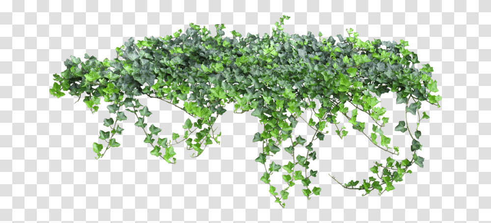 Ivy, Plant, Vegetation, Vine, Outdoors Transparent Png