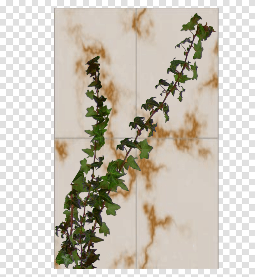 Ivy, Plant, Vine Transparent Png