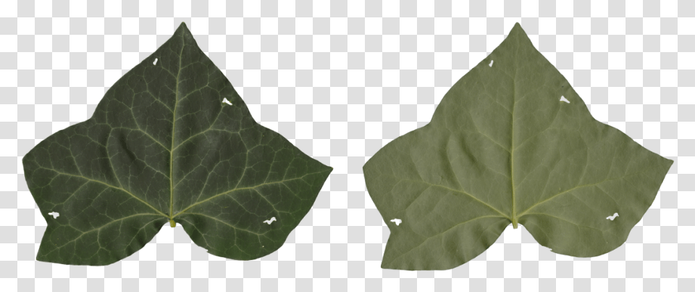 Ivy Texture American Aspen, Leaf, Plant, Tree, Maple Leaf Transparent Png