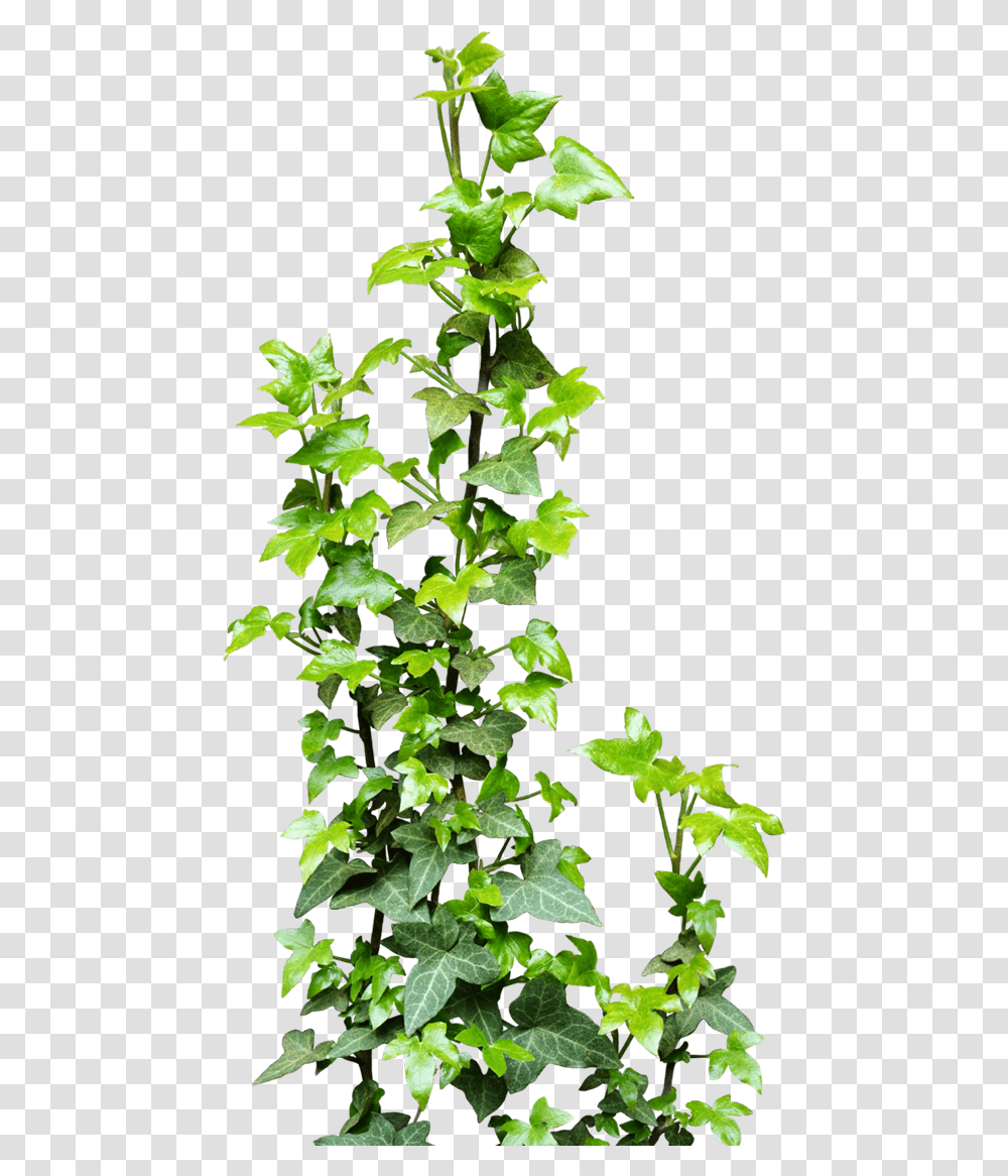 Ivy Vine Background Vine, Plant Transparent Png