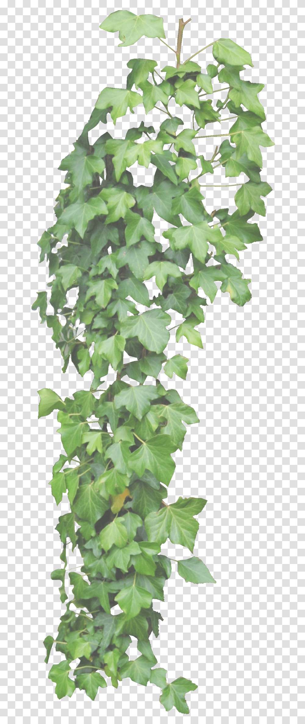 Ivy Vine Clipart Hanging Ivy Background, Leaf, Plant, Tree, Oak Transparent Png