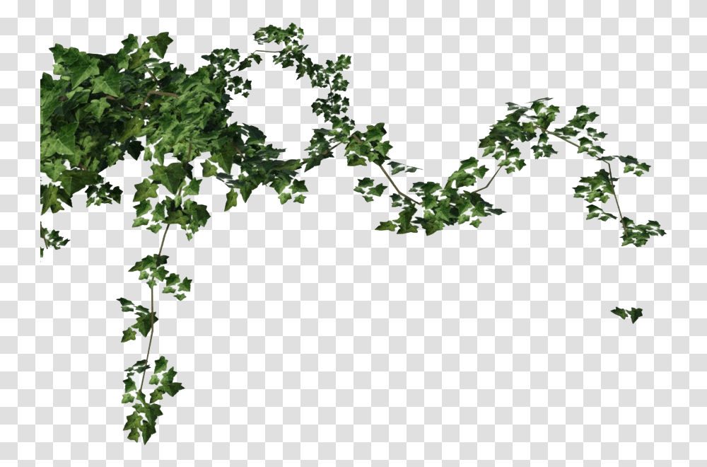 Ivy Vine Free Download Ivy, Plant, Leaf Transparent Png