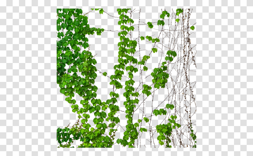 Ivy Vine Vines Green Vines Illustration, Plant, Bush, Vegetation, Leaf Transparent Png