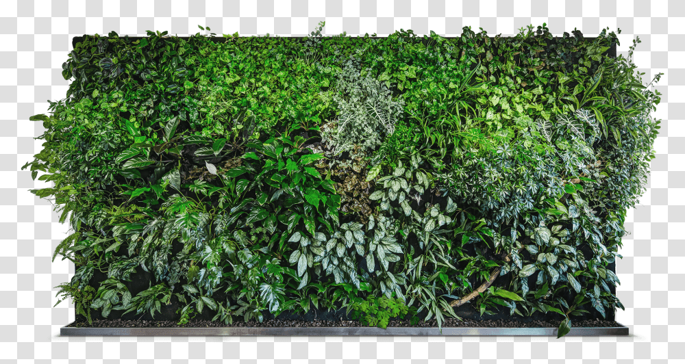 Ivy Wall Green Wall, Plant, Vine, Vegetation, Hedge Transparent Png