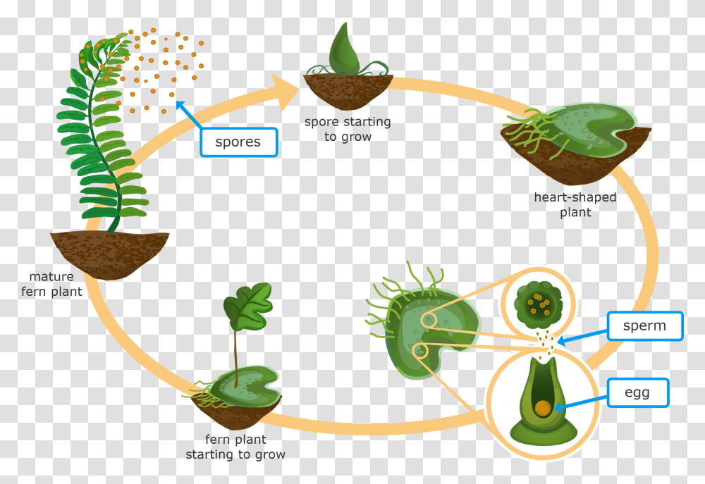 Ixl Moss And Fern Life Cycles 5th Grade Science Non Flowering Plants Reproduce, Green, Vegetation, Leaf, Jar Transparent Png
