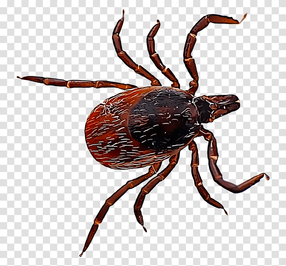 Ixodes Scapularis, Spider, Invertebrate, Animal, Arachnid Transparent Png