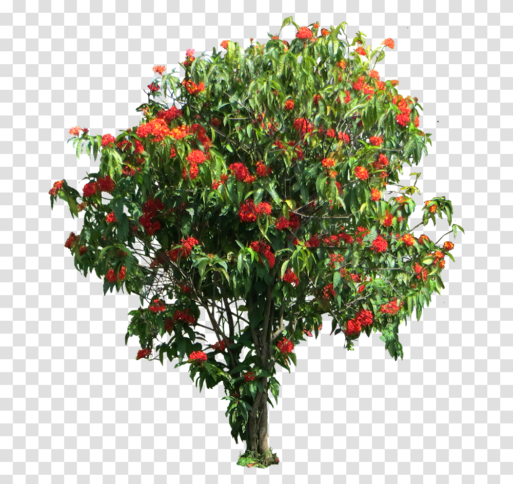 Ixora Coccinea Tree, Geranium, Flower, Plant, Bush Transparent Png