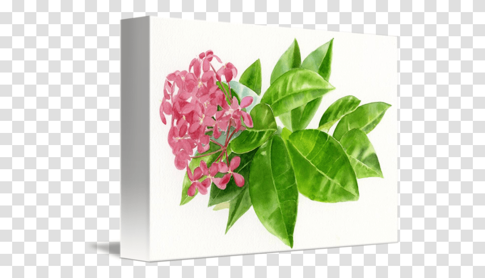 Ixora Pink Tropical Flower By Sharon Freeman Ixora Tropical Flower, Leaf, Plant, Blossom, Label Transparent Png