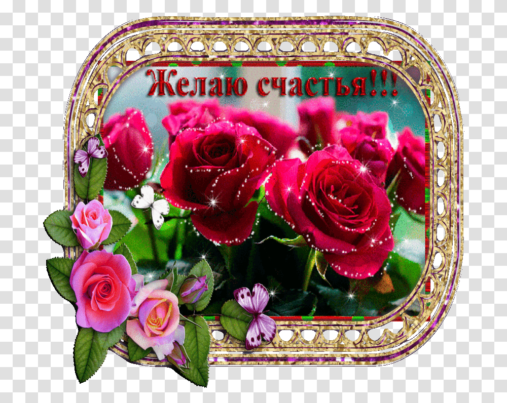 Izobrazhenie Dlya Plejkasta Animaciya Kartinki S Pozhelaniyami, Plant, Rose, Flower, Blossom Transparent Png
