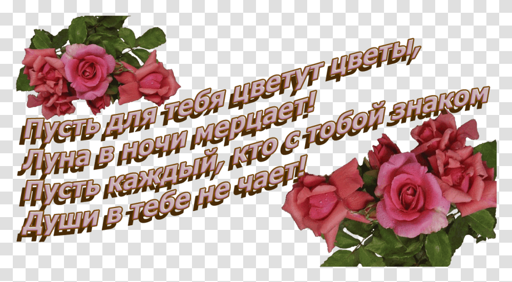 Izobrazhenie Dlya Plejkasta Dnem Rozhdeniya Elena Ivanovna, Plant, Flower, Rose, Flower Bouquet Transparent Png