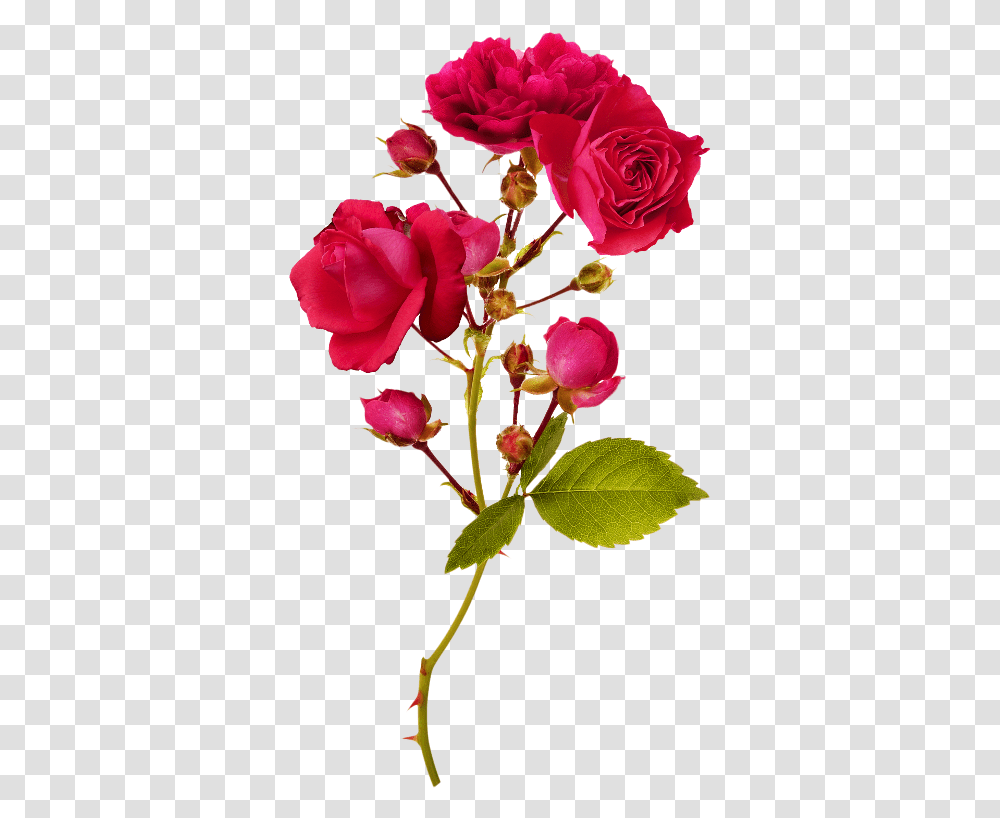 Izobrazhenie Dlya Plejkasta Horoshego Dnya Krasivie Kartinki Dobroe Utro, Plant, Rose, Flower, Blossom Transparent Png