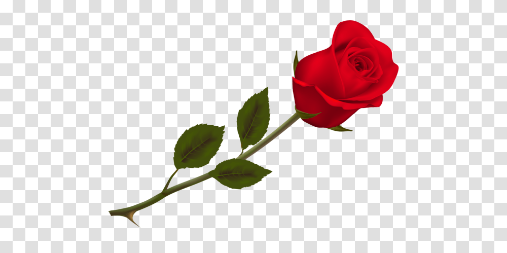 J Red Roses Rose, Flower, Plant, Blossom, Petal Transparent Png