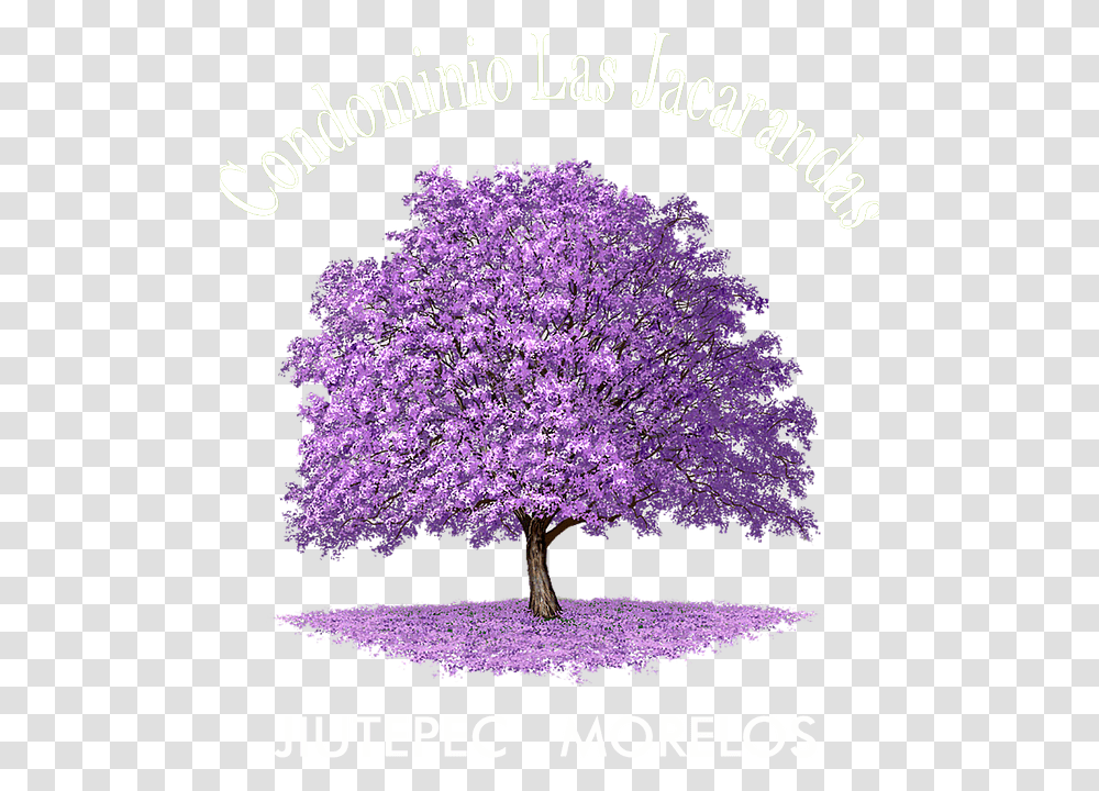 Jacaranda Tree Forest Drawing, Plant, Flower, Blossom, Purple Transparent Png